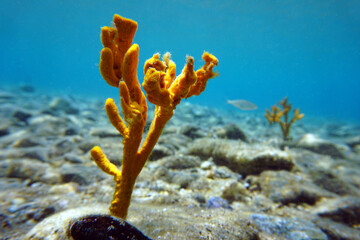 Wall Mural - Yellow antlers sponge (Axinella polypoides) in Mediterranean Sea