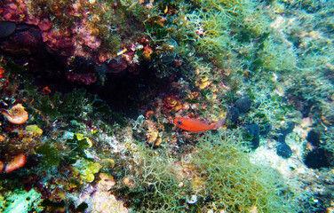 Wall Mural - Red Mediterranean cardinal fish -  (Apogon imberbis)