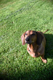 Fototapeta Psy - dachshund dog on the summer lawn