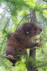 Western Oregon mountain boomer eating bark on a fir tree