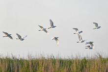 Flock Of White Egret Birds In A Central Florida Swamp