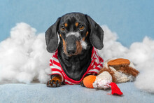 Mischievous Dachshund Puppy In A Striped T-shirt Tore Up A Soft Toy And Made A Mess At Home, Scattering Synthetic Filler Everywhere That It Even Hangs On Its Nose, Front View