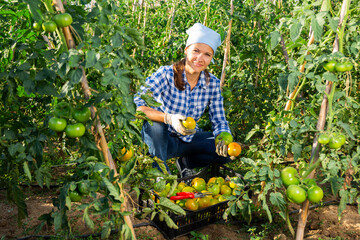 Wall Mural - Happy farm owner picks ripe tomatoes on the farm field