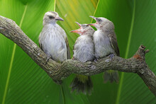 A Mother Yellow-vented Bulbul Is Feeding Her Two Young. This Bird Has The Scientific Name Pycnonotus Goiavier.
