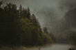 © Nick - Fog in the Forrest of the Pacific North West