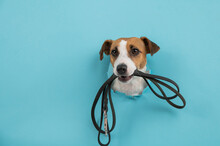 The Head Of A Jack Russell Terrier Dog Sticks Out Through A Hole In A Paper Blue Background With A Leash In His Teeth.