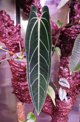 Wall Mural - Beautiful long leaves of Anthurium Warocqueanum, a rare and popular exotic houseplant