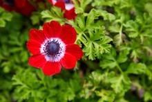 Brilliant Red Double Daisy Flower Growing In A Beautiful Garden In Summer
