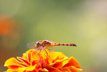Yellow Dragonfly Sitting On An Orange Marigold Flower 