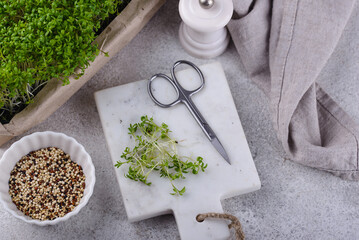 Wall Mural - Microgreens sprouts of watercress salad.