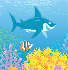 Wall Mural - Funny great white shark swimming in blue water of an atoll in a southern sea and a small striped butterfly fish hiding among amazing colorful corals of a tropical reef, vector cartoon illustration