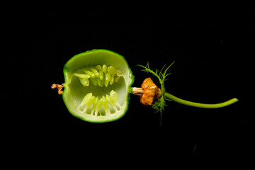 Fruit X section of fetid passionflower (passiflora foetida) or scarletfruit , wild maracuja, wild water lemon. Parietal placentation, the ovules develop on the inner wall of the ovary.