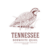  Vintage Bird Logo. Tennessee State Bird. Bobwhite Quail