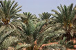 © Sergey - Some palms in the village close Kot Diji Fort in Khairpur District, Pakistan