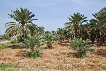 Wall Mural - Some palms in the village close Kot Diji Fort in Khairpur District, Pakistan