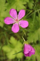 Geranium, a purple wild herb abundantly growing, two pink flowers