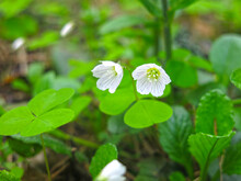 Forest Sour (Oxalis Acetosella, Hare Cabbage, Cuckoo Clover) Blooms In May In The Forest With White Flowers