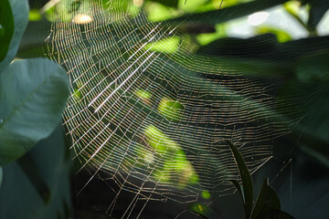 spider web with dew drops