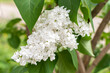 © serz72 - Branches with white lilacs on a bush near the house, spring flowers