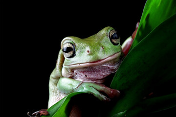 Wall Mural - Green tree frog on black background, australian tree frogs