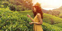 Traveler Woman Picking Up Green Tea Leaves In Hand During Her Travel To Famous Nature Landmark Tea Plantations In Nuwara Eliya, Sri Lanka. Gorgeous Brunette Caucasian Girl Enjoying Her Vacations