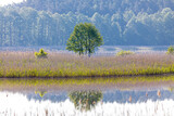 Fototapeta  - samotne drzewo nad jeziorem