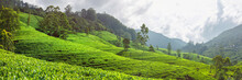 Inspiring Landscape Of Green Tea Plantation In Up Country Near Nuwara Eliya, Sri Lanka. High Quality Photo. Green Tea Field For Background And Banner