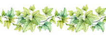 Watercolor Seamless Border With Transparent Leaves. English Ivy Plant. Horizontal Line. Fresh Grape Foliage Isolated On White