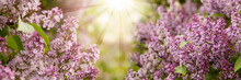 Sun Light Background With Spring Purple Lilac Flowers
