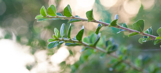 Wall Mural - Tree branch with green leaves on sunny day. Springtime