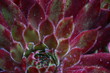 Sempervivum succulent cactus rojnik succulent