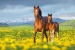 Mare with foal in dandelion