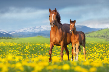 Wall Mural - Mare with foal in dandelion