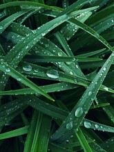 Close-up Of Morning Dew On Fresh Green Grass