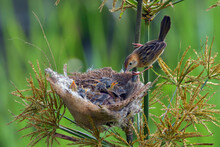 Golden-headed Cisticola Perched On A Bird's Nest Feeding Her Chicks, Indonesia