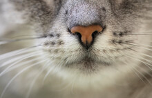 Close-up Of A Grey Tabby Cat's Whiskers