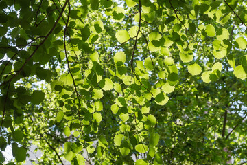 Branches of aspen on a blurred background of other trees