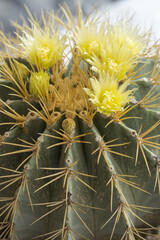 Poster - Yellow flowers on a cactus in detail.