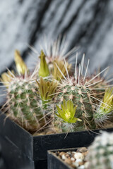 Poster - Yellow flowers on a cactus in detail.