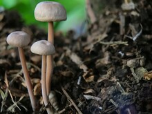Wild Mushrooms Growing On Dead Coconut Tree Trunks