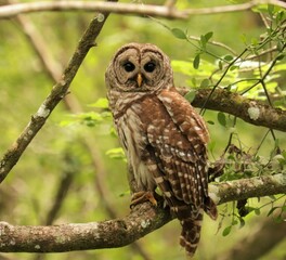 Sticker - Beautiful Predator Barred Owl at Rest