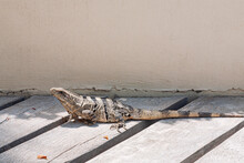 An Iguana On A Wooden Floor In Mexico