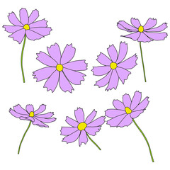 Wall Mural - Set of cosmos flower branch vector simple illustration isolated on white background. Outline hand drawn colored version. Floral vector for childrens illustration, summer design.