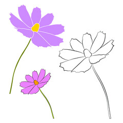 Wall Mural - Set of cosmos flower branch vector simple illustration isolated on white background. Outline hand drawn colored version. Floral vector for childrens illustration, summer design.