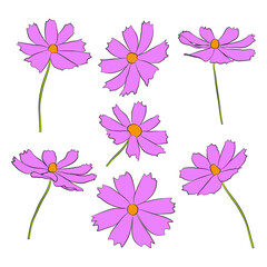 Wall Mural - Set of cosmos flower branch vector simple illustration isolated on white background. Outline hand drawn colored version. Floral vector for childrens illustration, summer design.