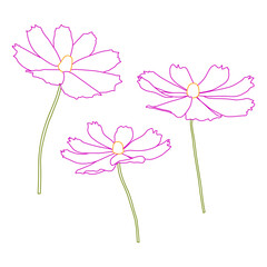 Wall Mural - Set of cosmos flower branch vector simple illustration isolated on white background. Outline hand drawn colored version. Floral vector for childrens illustration, summer design.