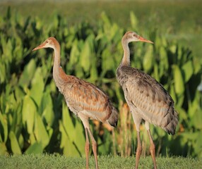 Sticker - Young Sandhill Crane Chick Colt Juvenile