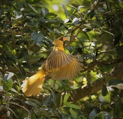 Sticker - One in a Million Rare Yellow Male Cardinal