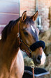 Headshot portrait of thoroughbred chestnut horse