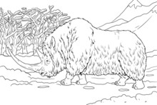 Prehistoric Woolly Rhinoceros. Drawing With Extinct Rhinoceros. Template For Coloring Book.